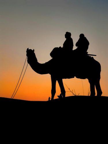 camel-safari-2